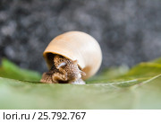 Easy snail on a green leaf. Стоковое фото, фотограф Tetiana Chugunova / Фотобанк Лори