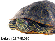 Красноухая черепаха или Желтобрюхая (лат. Trachemys scripta). Вид сбоку. Изолировано на белом фоне. Стоковое фото, фотограф Ирина Кожемякина / Фотобанк Лори