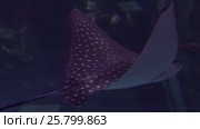 Spotted stingray in saltwater aquarium stock footage video. Стоковое видео, видеограф Юлия Машкова / Фотобанк Лори