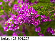 polygala myrtifolia blossom. Стоковое фото, фотограф Яков Филимонов / Фотобанк Лори