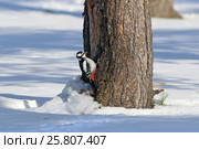 Dendrocopos major. Самка большого пестрого дятла долбит ствол кедра. Ямало-Ненецкий автономный округ. Стоковое фото, фотограф Григорий Писоцкий / Фотобанк Лори