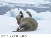 Crabeater seals on the ice. Стоковое фото, фотограф Vladimir / Фотобанк Лори