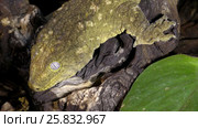 Portrait of New Caledonian giant gecko, Rhacodactylus leachianus sitting on a branch. Стоковое видео, видеограф Некрасов Андрей / Фотобанк Лори