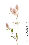 Клевер пашенный, Trifolium arvense, изолированно на белом. Стоковое фото, фотограф Tamara Kulikova / Фотобанк Лори