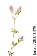 Клевер пашенный, Trifolium arvense, изолированно на белом. Стоковое фото, фотограф Tamara Kulikova / Фотобанк Лори