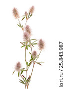 Клевер пашенный, Trifolium arvense, изолированно на белом. Стоковое фото, фотограф Tamara Kulikova / Фотобанк Лори