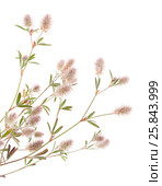 Клевер пашенный, Trifolium arvense, изолированно на белом. Стоковое фото, фотограф Tamara Kulikova / Фотобанк Лори