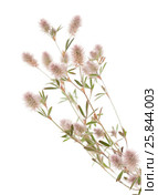 Клевер пашенный, Trifolium arvense, изолированно на белом. Стоковое фото, фотограф Tamara Kulikova / Фотобанк Лори