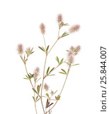 Клевер пашенный, Trifolium arvense, изолированно на белом. Стоковое фото, фотограф Tamara Kulikova / Фотобанк Лори