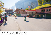 Швейцарские фермеры гонят коров по шоссе в местечке Lauterbrunnen в Швейцарии (2014 год). Редакционное фото, фотограф Владимир Чинин / Фотобанк Лори