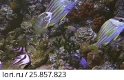 Lutjanus is a genus of snappers. Стоковое видео, видеограф Юлия Машкова / Фотобанк Лори