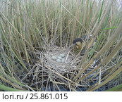 Выпь большая. Bittern (Botaurus stellaris). Стоковое фото, фотограф Василий Вишневский / Фотобанк Лори