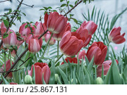 Большие тюльпаны Tulip Pink Impression в саду. Стоковое фото, фотограф Светлана Васильева / Фотобанк Лори