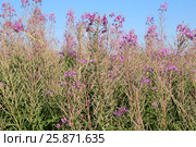 Blooming Sally herbs on the summer field. Стоковое фото, фотограф Жукова Юлия / Фотобанк Лори