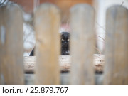 Уличный бойцовый кот за забором. Стоковое фото, фотограф Сайганов Александр / Фотобанк Лори
