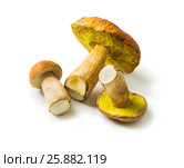 Basket with porcini mushrooms. Стоковое фото, фотограф Олег Жуков / Фотобанк Лори