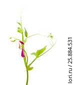 Lathyrus tingitanus,Tangier pea. Стоковое фото, фотограф Tamara Kulikova / Фотобанк Лори