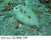 Flowery flounder Bothus mancus it is lying on the seabed. Стоковое фото, фотограф Фотограф / Фотобанк Лори