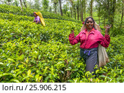 A Tamil woman from Sri Lanka breaks tea leaves on tea plantation with the traditional tea plucking method at haputale, Sri Lanka. Редакционное фото, агентство BE&W Photo / Фотобанк Лори