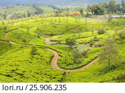 Hill country tea plantation in the Central Highlands near Nuwara Eliya, Sri Lanka, Asia. Стоковое фото, агентство BE&W Photo / Фотобанк Лори