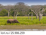 Asian or Asiatic elephant (Elephas maximus) in a swamp of Yala national park, Sri Lanka. Стоковое фото, агентство BE&W Photo / Фотобанк Лори