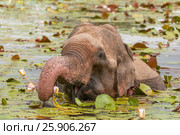 Asian or Asiatic elephant (Elephas maximus) eating water lily in Yala National Park, Sri Lanka. Стоковое фото, агентство BE&W Photo / Фотобанк Лори