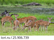 The chital or cheetal (Axis axis), also known as spotted deer or axis deer, Yala National park, Sri Lanka. Стоковое фото, агентство BE&W Photo / Фотобанк Лори