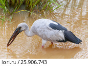 Asian Openbill (anastomus oscitans), Yala National Park, Sri Lanka, Asia. Стоковое фото, агентство BE&W Photo / Фотобанк Лори