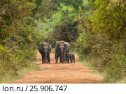 Asian or Asiatic elephants (Elephas maximus) family cross the road in Yala National Park, Sri Lanka. Стоковое фото, агентство BE&W Photo / Фотобанк Лори