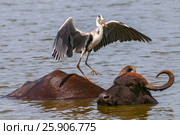 Grey heron (Ardea cinerea) and Asian water buffalo (Bubalus bubalis) in Yala national park, Sri Lanka. Стоковое фото, агентство BE&W Photo / Фотобанк Лори