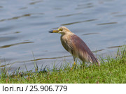 The Indian pond heron or paddybird (Ardeola grayii) in Yala National Park, Sri Lanka. Стоковое фото, агентство BE&W Photo / Фотобанк Лори