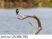 White-throated Kingfisher (Halcyon smyrnensis) sits on the wood in Yala National Park, Sri Lanka, Asia. Стоковое фото, агентство BE&W Photo / Фотобанк Лори