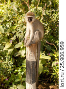 Black-faced vervet or green monkey (Cercopithecus aethiops) Lake Nakuru National Park, Kenya. Стоковое фото, агентство BE&W Photo / Фотобанк Лори