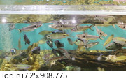 Many aquarium fishes feed in pure transparent water. Стоковое видео, видеограф Светлана Додух / Фотобанк Лори