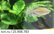 One small fish in transparent water of aquarium with algae. Стоковое видео, видеограф Светлана Додух / Фотобанк Лори
