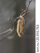 Лещина цветет. Лесной орешник. (Corylus avellana) Стоковое фото, фотограф Говорова Лариса / Фотобанк Лори