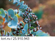 Booklaf mallee plant. Стоковое фото, фотограф Яков Филимонов / Фотобанк Лори