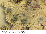 Икра озерной лягушки (лат. Pelophylax ridibundus) на мелководье в глинистой воде. Стоковое фото, фотограф Наталья Гармашева / Фотобанк Лори