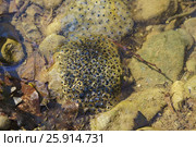 Икра озерной лягушки (лат. Pelophylax ridibundus) на мелководье. Стоковое фото, фотограф Наталья Гармашева / Фотобанк Лори