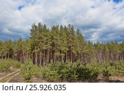 Pine Forest. Стоковое фото, фотограф Валентин Лещименко / Фотобанк Лори