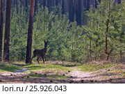 A young deer. Стоковое фото, фотограф Валентин Лещименко / Фотобанк Лори