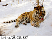 Wounded tiger. Стоковое фото, фотограф Гонтарь Валерий / Фотобанк Лори