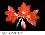 Beautiful red flowers on a black background. Красивые красные цветы на чёрном фоне. Светопись. Стоковое фото, фотограф Александр Клёнов / Фотобанк Лори