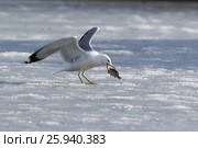 Хохотунья. Yellow-legged Gull (Larus cachinnans). The species of bird is identificated rough. Стоковое фото, фотограф Василий Вишневский / Фотобанк Лори