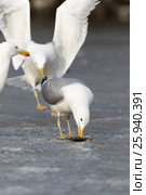 Хохотунья. Yellow-legged Gull (Larus cachinnans). The species of bird is identificated rough. Стоковое фото, фотограф Василий Вишневский / Фотобанк Лори