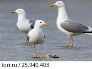Хохотунья. Yellow-legged Gull (Larus cachinnans). The species of bird is identificated rough. Стоковое фото, фотограф Василий Вишневский / Фотобанк Лори