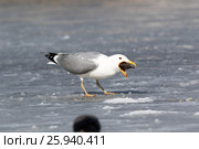 Хохотунья. Yellow-legged Gull (Larus cachinnans). The species of bird is identificated rough. Стоковое фото, фотограф Василий Вишневский / Фотобанк Лори