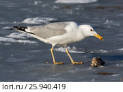 Хохотунья. Yellow-legged Gull (Larus cachinnans). The species of bird is identificated rough. Стоковое фото, фотограф Василий Вишневский / Фотобанк Лори