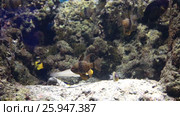 Beautifully decorated Marine Aquarium stock footage video. Стоковое видео, видеограф Юлия Машкова / Фотобанк Лори