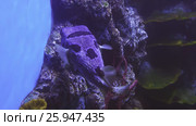 Tetraodon in saltwater aquarium stock footage video. Стоковое видео, видеограф Юлия Машкова / Фотобанк Лори